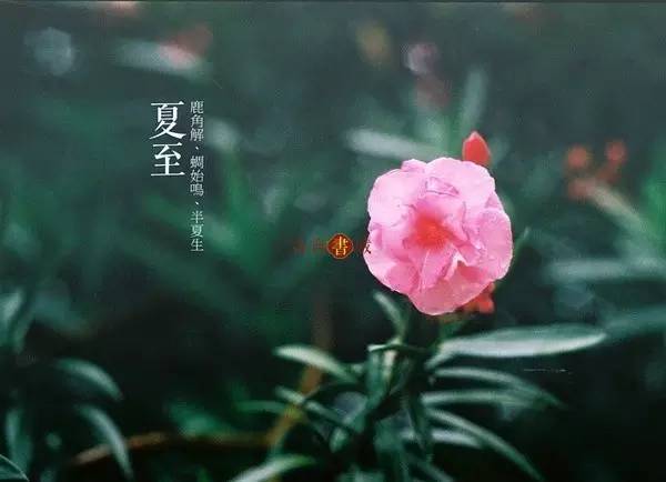 夏至：半夏時(shí)(shí)光，詩(shī)(shī)意正濃